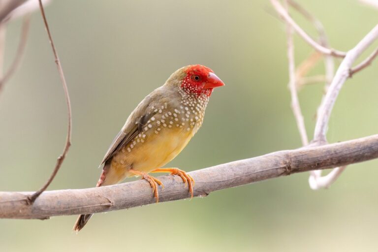 bird, finch, wildlife-8270721.jpg