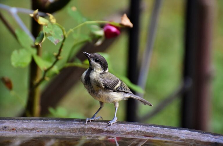 bird, great tit, tit-8272172.jpg