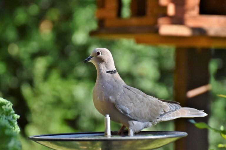 bird, turkey pigeon, dove-8267841.jpg