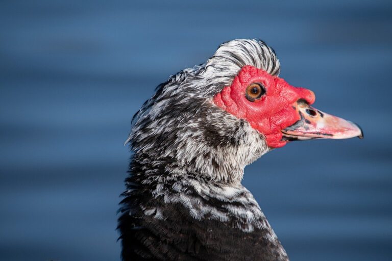 duck, bird, barbary duck-7851828.jpg