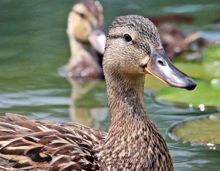 duck, duck bird, feather animal-1512066.jpg