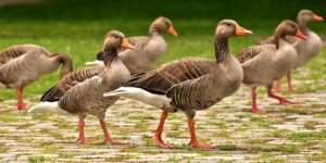 geese, wild geese, waterfowl-3487734.jpg