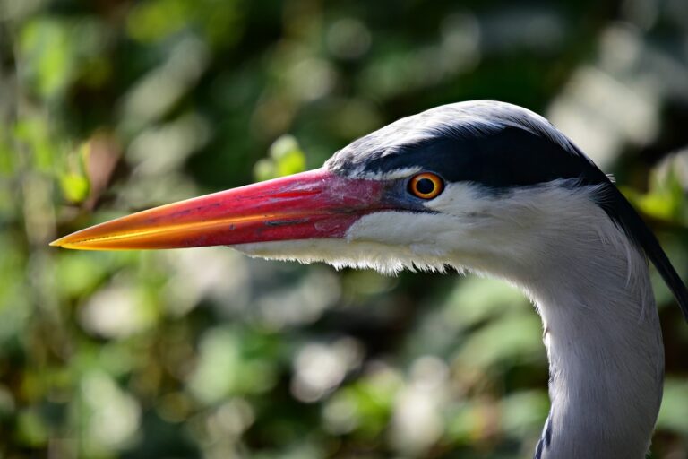 heron, wading bird, animal-4092398.jpg