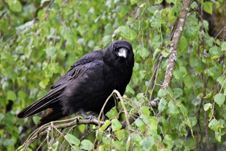 jackdaw, carrion crow, bird-8270232.jpg