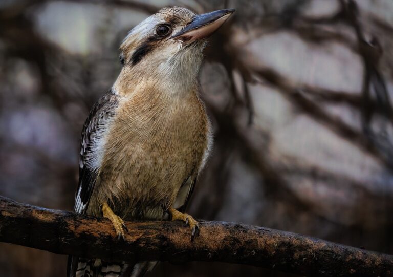 kookaburra, kingfisher, bird-8270962.jpg