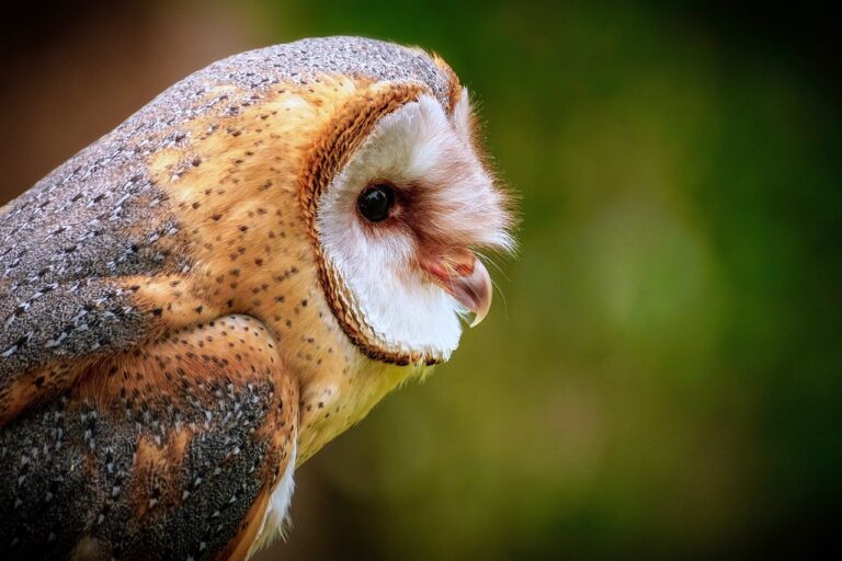 owl, barn owl, bird-3759774.jpg
