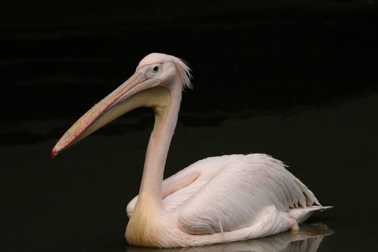 pelican, bird, waterfowl-8233306.jpg
