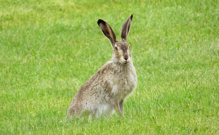 rabbit, bunny, hare-2414359.jpg