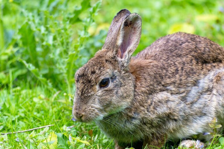 rabbit, rabbit ears, cub-8270469.jpg