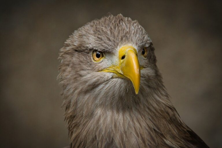 white-tailed eagle, eagle, bird-8273630.jpg